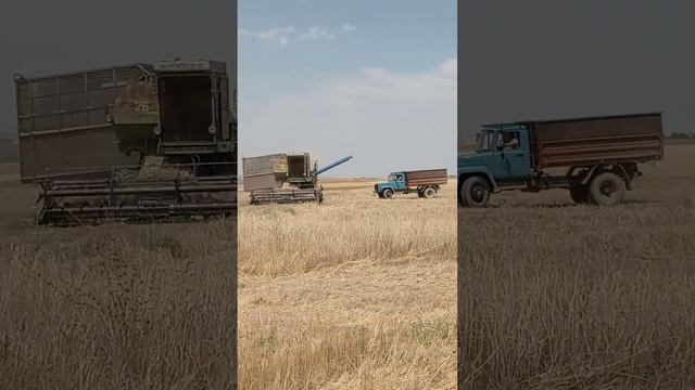 уборка пшеница 2022
