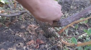 Виноград  к-ш Ленд крузер