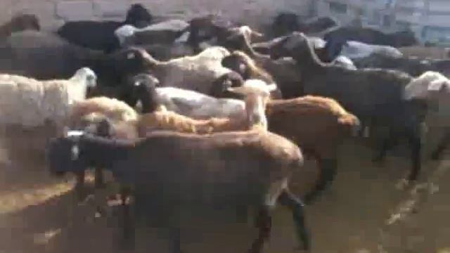 СПАСИТЕ ПОМОГИТЕ СПАСИТЕ ПОМОГИТЕ смотреть онлайн