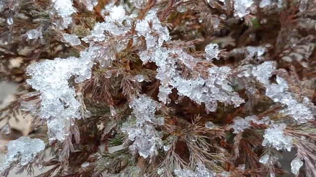 Первый снег в саду❄️🌨️❄️ смотреть онлайн