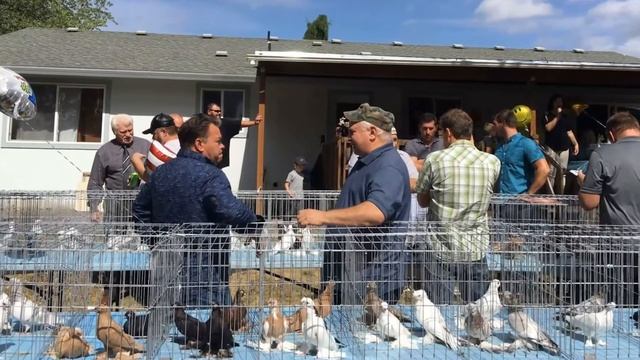 Don Pablo WA (269) Выставка голубей у Лёвы ! USA Vancouver WA September 9 2017 смотреть онлайн