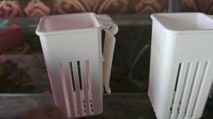 #цветываквариуме Спатифиллум пересадил в аквариум