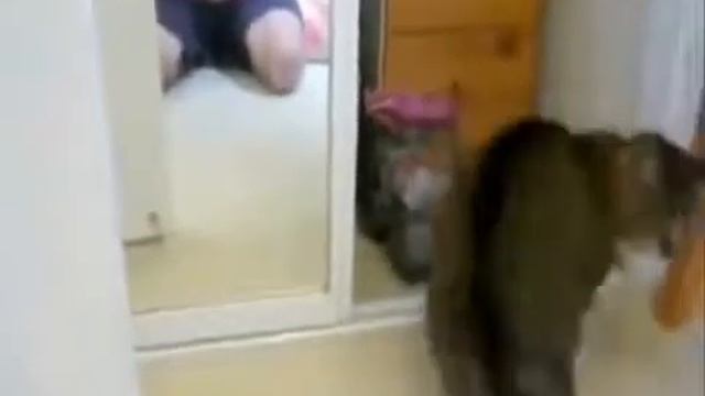 Приколы над котами.Ржака смотреть онлайн