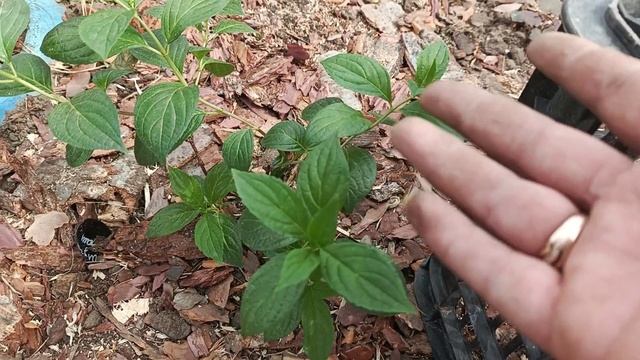 Не выкапывайте не проснувшуюся гортензию. Она ещё может проснуться. смотреть онлайн