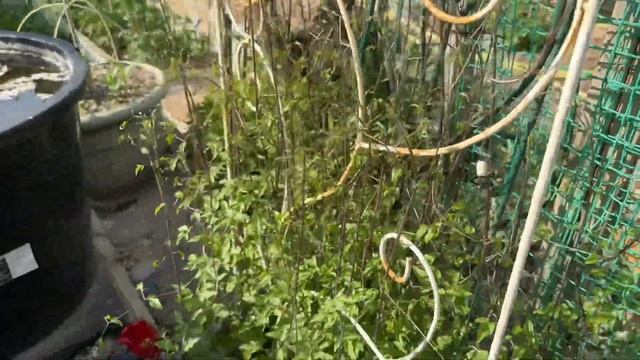 Новые розы для сада 🌹🌿🌹🌿🌹 25 апреля 25г🌿🧚🏻♀️? смотреть онлайн