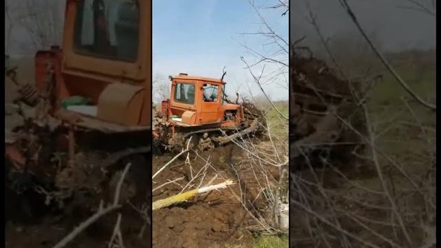Корчёвка на бульдозере Дт 75