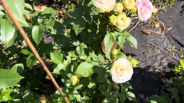 Роза Курфюрстин Софи (KURFURSTIN SOPHIE), Мейян 19.07.24(второгодк?