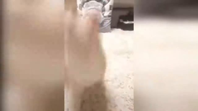 КОШКИ 2020 Смешные коты приколы с котами до слез – Смешные кошки – Funny Cats смотреть онлайн