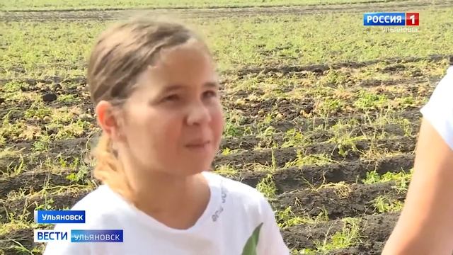 В Ульяновской области полным ходом идет уборка картоф