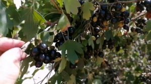 Ежегодный урожай золотистой смородины с одного куста