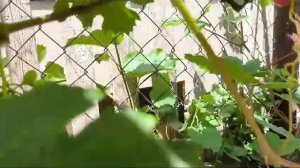 Эстафета виноград - новинка селекции Калугина Виктора