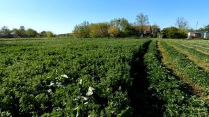 Косим люцерну на сено, ранняя пора сенокоса сезон 2025. М