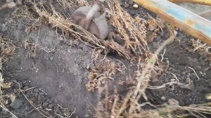 картофель аризона