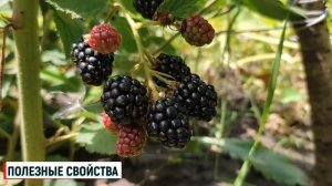 Ежевика польза и вред для человека / Ежевика полезные ?