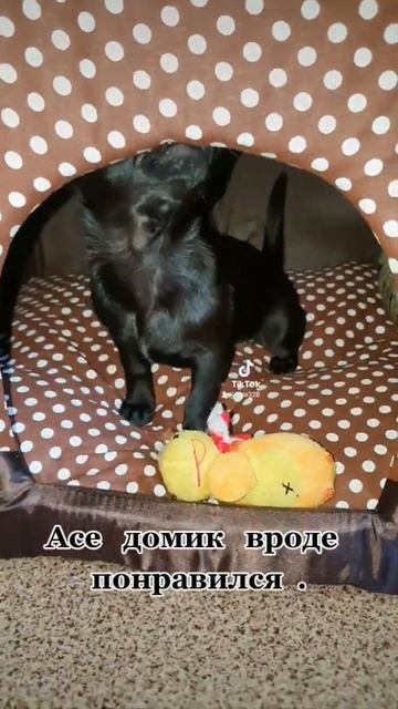 маленькие собаки. чихуа приколы. чихуахуа приколы. смотреть онлайн