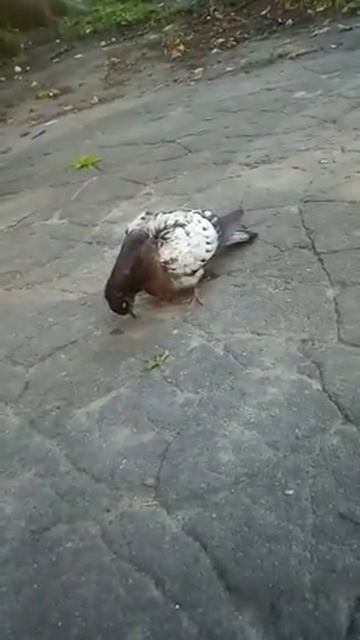 Голубь что то приуныл смотреть онлайн