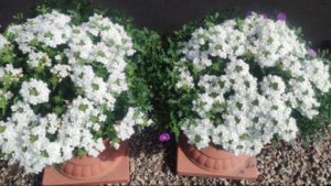 Цветочные композиции в кашпо и вазонах. Идеи создания миксов на сезон 2025.