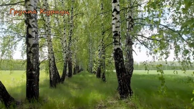 Formatia Curnut Группа Курнуц Белая берёза😁 смотреть онлайн