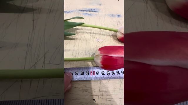 Тюльпан из луковицы 11+