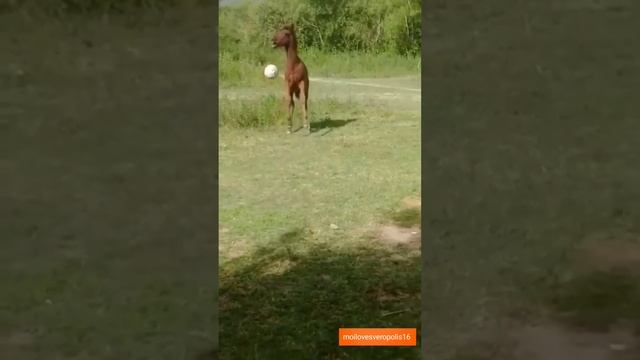 Смешные лошади #животные #рекомендации #видео #приколы #смех #лошади #animals #funny смотреть онлайн