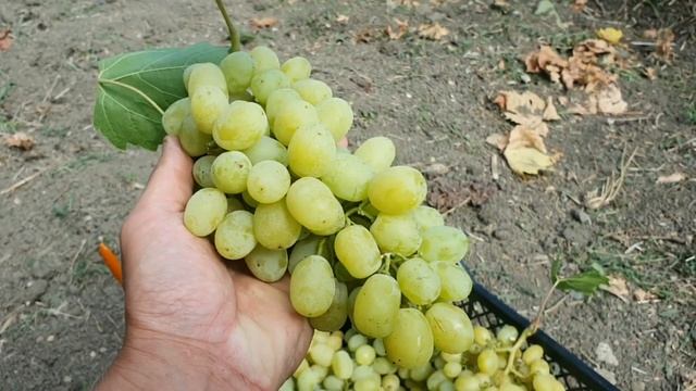 Зрізка ягоди Рататуй 2023 смотреть онлайн