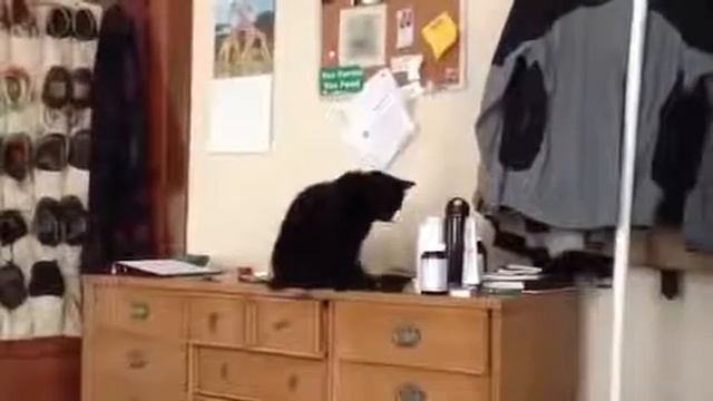 Полный мега ржач черный кот у меня такой гавнюк приколы с животными угар лучшие смотреть онлайн