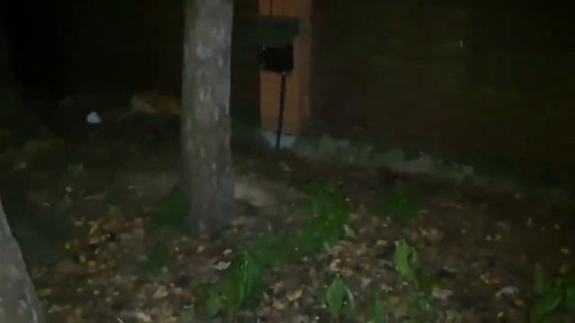 Ли Сяо. Алиса - Лиса / Прикольные Моменты с Алисой ч. 34 / Alice the Fox смотреть онлайн