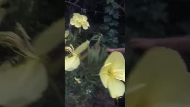 Цветы раскрываются когда читаешь азан. Смотреть всем