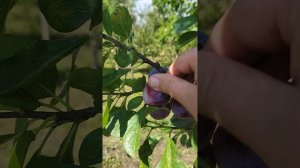 Слива Ренклод Альтана.