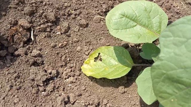 Баклажаны король севера, халиф смотреть онлайн