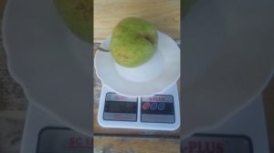 Колоновидна груша Декора