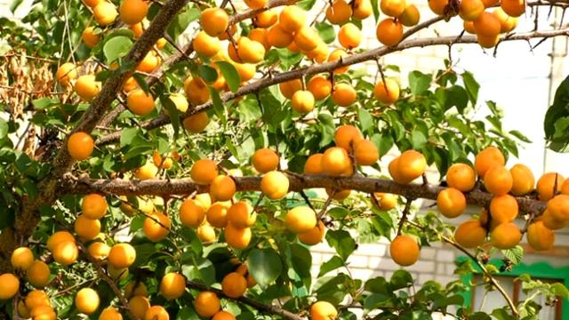 Абрикос   витаминка для детей и взрослых