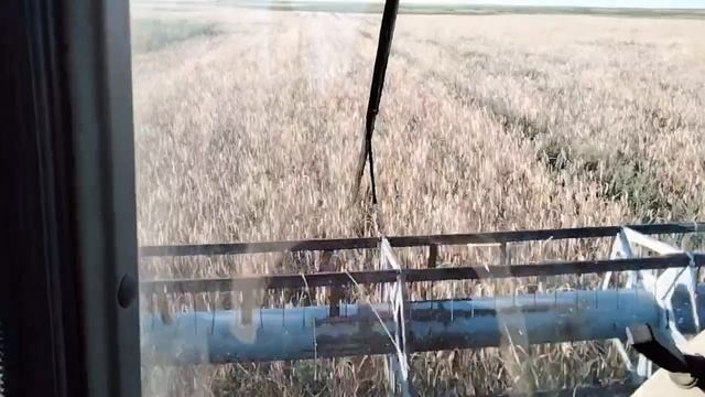 КОМБАЙН ВЕКТОР 410 НА ПОЛЕ / ВЫГРУЗКА ЗЕРНА В К700 смотреть онлайн