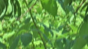 Как спасти сломанное дерево ПЕРСИКА?