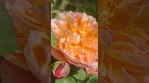 Роза Импрессионист (плетистая), 20.05.2024