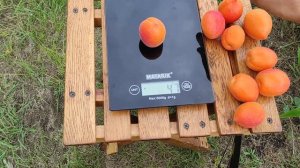 Абрикос Вондер кот/Apricot Wonder Cot 14.06.2024