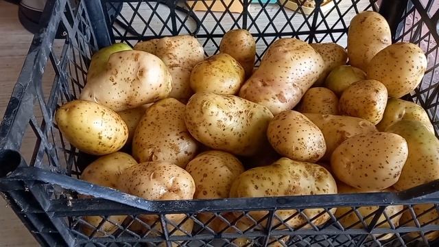 Перемываю весь картофель от земли и отбраковываю фито