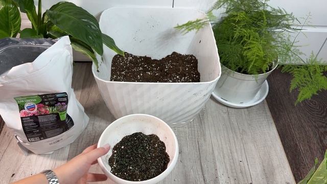 ЖАЛЕЮ, что РАНЬШЕ ТАК не выращивала СПАТИФИЛЛУМ, листь