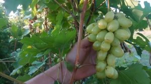 Виноград Муза белая 🍇🍇🍇видео от Калугина В.М. Новин