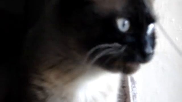 котэ, учитесь, как надо, пятница 13, мои любимые котики смотреть онлайн