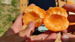 Абрикос Мэджик кот/Magic Cot