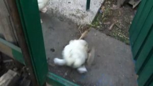 Супер прикольное видео Гусенок упал на спину и не может встать