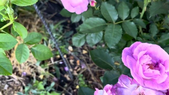 Роза Blue For You (Блю фо Ю)флорибунда, Peter J. James Великобритан