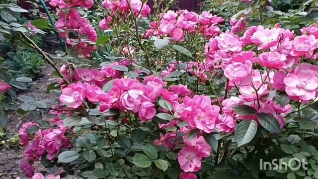 Роза Ангела ( Angela), мощь и красота. Ей всего два года.