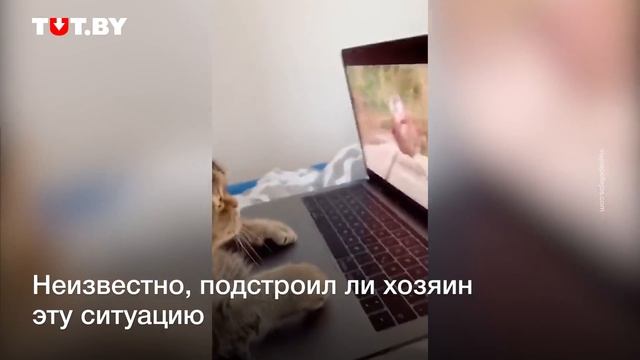 Хозяин застукал кота за необычным занятием смотреть онлайн