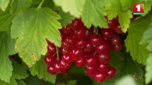 О сортах красной  и розовой смородины Ласуня, Ровада и