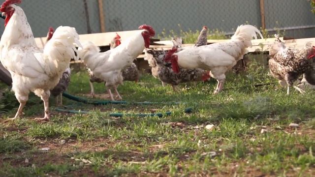 Весна! Наконец-то трава! Пушкинские куры рады! смотреть онлайн