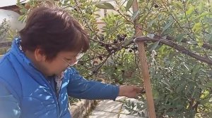 ВИШНЯ БЕССЕЯ🍒