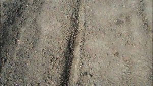 Посев арбузов в открытый грунт