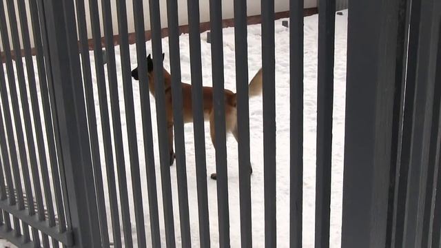 Международная Английская Школа в гостях у ОДОН (дивизия имени Ф. Э. Дзержинского)